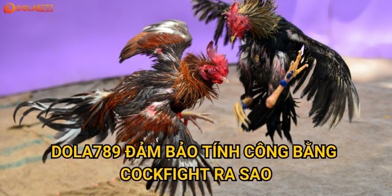 Dola789 đảm bảo tính công bằng Cockfight ra sao?